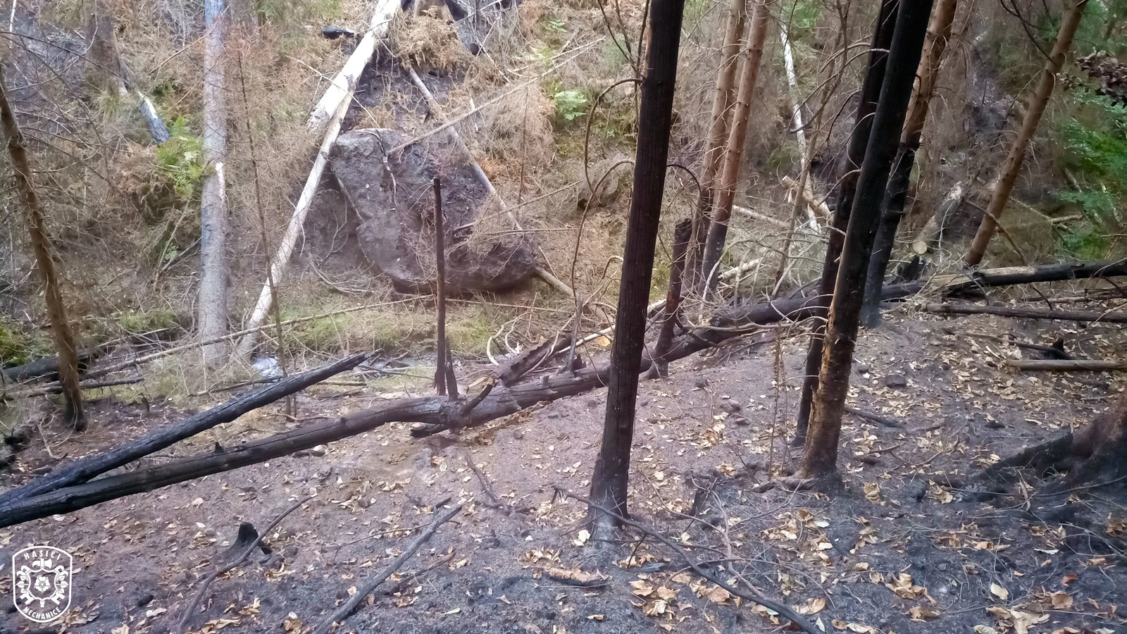 Prostor kde probíhalo kácení ohořelých stromů